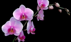 Orchid design Orchid design